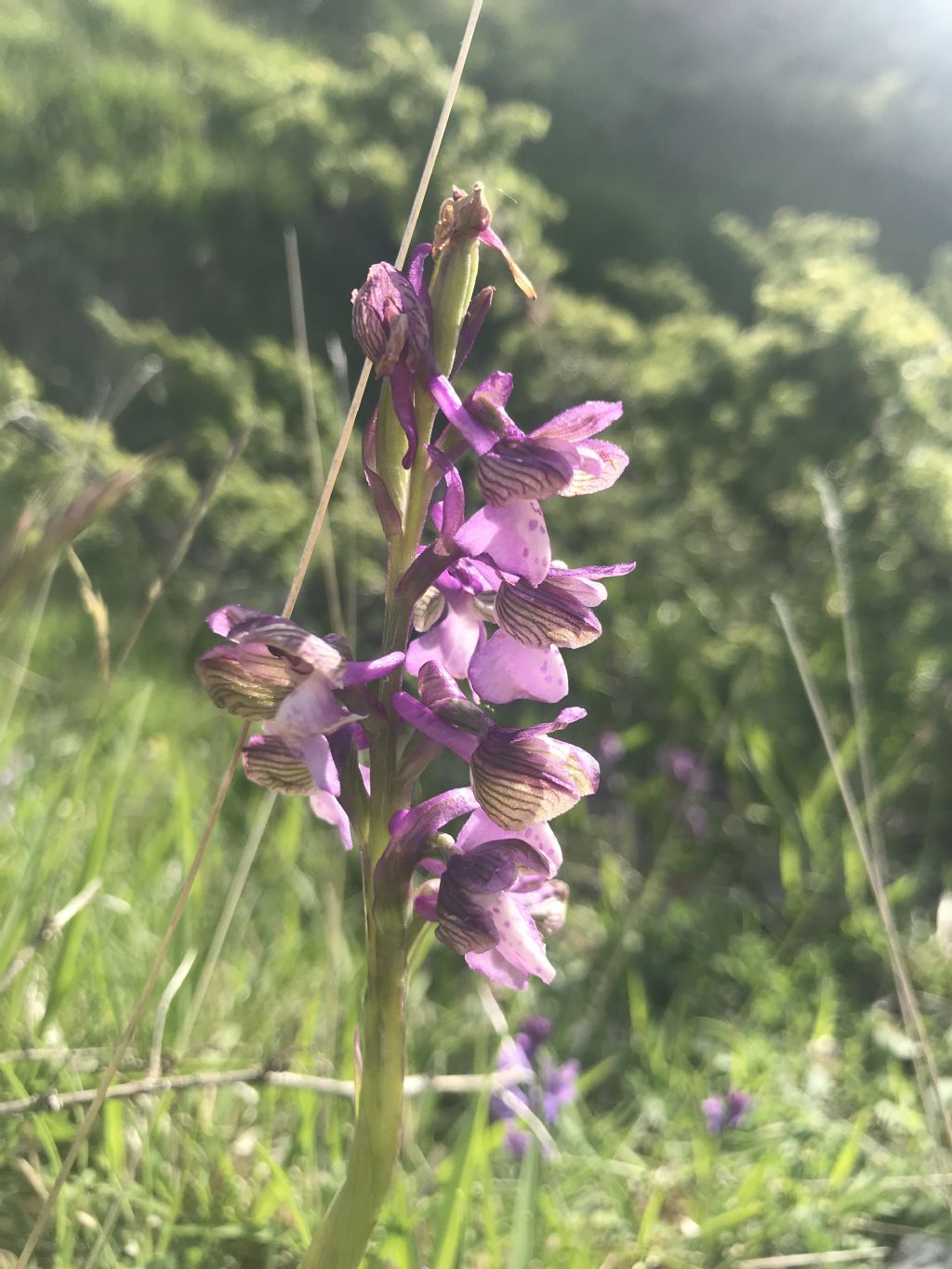 Orchis nel teramano